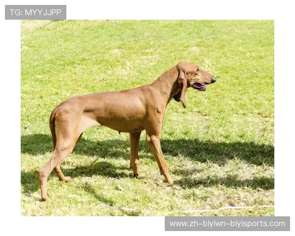 意甲球队猎犬：防守与快速反击的战术分析